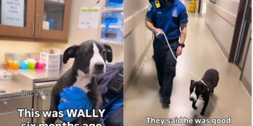 Dog Is Returned To Shelter Over ‘Breed Restrictions’ in Previous Home