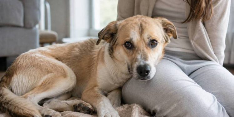 Shelter Dog Rescued From Life on Streets Doesn’t Trust Mom Yet but Still Wants Snuggles
