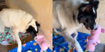 Shelter Dog Creates Own Little World Inside Tiny Kennel, Playing With a Toy All by Himself