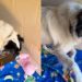 Shelter Dog Creates Own Little World Inside Tiny Kennel, Playing With a Toy All by Himself