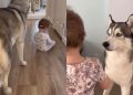 Husky Lets Little Girl Give Him the Cutest Makeovers