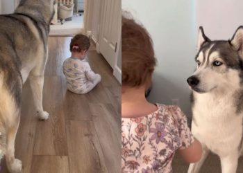 Husky Lets Little Girl Give Him the Cutest Makeovers
