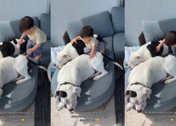 Two Dog Siblings Offer Baby What a Large Couch Wouldn’t