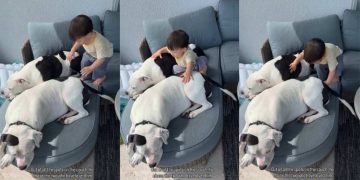 Two Dog Siblings Offer Baby What a Large Couch Wouldn’t