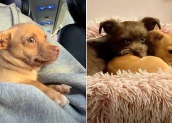 Rescue Dog Scared of Leaving His Past Finds a New Best Friend
