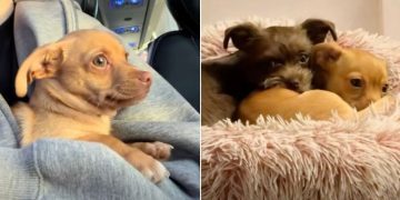 Rescue Dog Scared of Leaving His Past Finds a New Best Friend