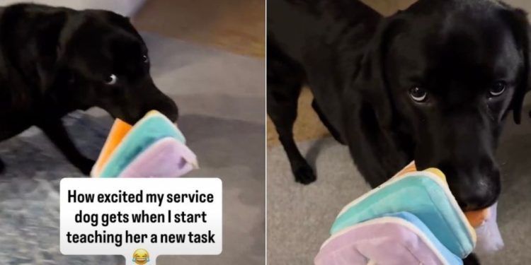 Service Dog Gets Too Excited Over Owner Teaching Her a New Task