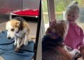‘Paralyzed’ Rescue Dog Falls in Love With Little Girl & It Looks Just Like a Fairytale