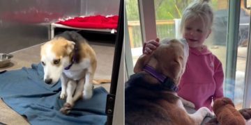 ‘Paralyzed’ Rescue Dog Falls in Love With Little Girl & It Looks Just Like a Fairytale