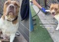 Shelter Dog Keeps Raising Her Paw, but She’s Just Hoping Someone Will Shake It