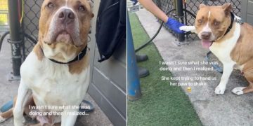 Shelter Dog Keeps Raising Her Paw, but She’s Just Hoping Someone Will Shake It