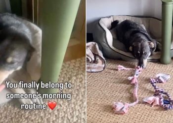 Shelter Dog Spent Years Alone in a Kennel, Now Knows Peace as Part of a Family