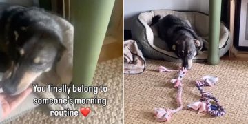Shelter Dog Spent Years Alone in a Kennel, Now Knows Peace as Part of a Family