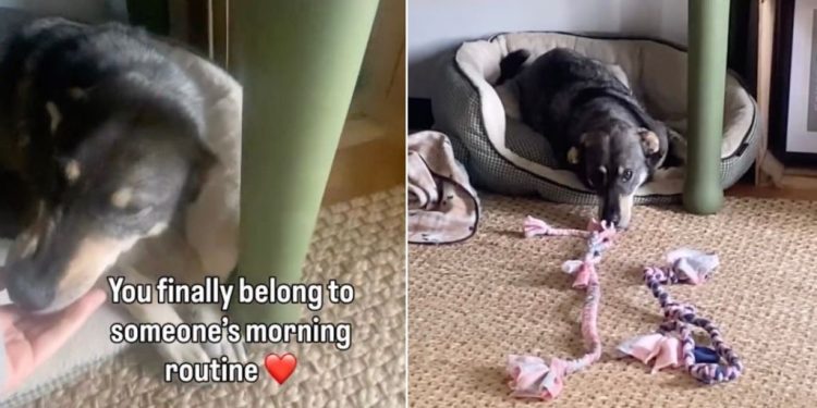 Shelter Dog Spent Years Alone in a Kennel, Now Knows Peace as Part of a Family
