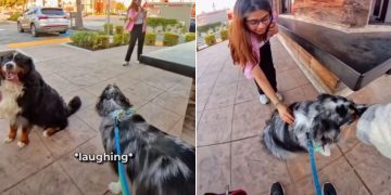Dog Makes a ‘Peace Offering’ to a Girl Scared of Petting Him