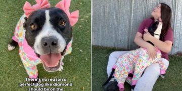 ‘Happiest’ Shelter Dog Scheduled for Euthanasia Waits for Her Forever Home