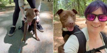 Rescue Tripod Dog Still Worries About Being Left Behind, but His Family Shows He’s Home for Good
