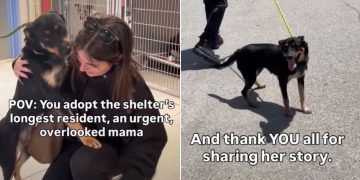 ‘Overlooked’ Mom Dog Gets Adopted After Longest Shelter Stay