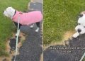 Dog Stays Out Until Every Family Member Is Accounted For