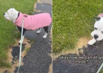 Dog Stays Out Until Every Family Member Is Accounted For