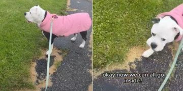Dog Stays Out Until Every Family Member Is Accounted For