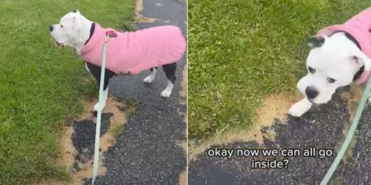 Dog Stays Out Until Every Family Member Is Accounted For
