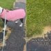Dog Stays Out Until Every Family Member Is Accounted For