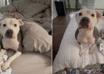 Mama Foster Dog’s Babies Get Adopted, So She’s Now Ready for Her Own Happy Ending