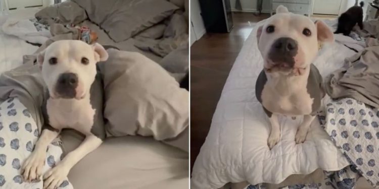 Mama Foster Dog’s Babies Get Adopted, So She’s Now Ready for Her Own Happy Ending
