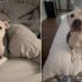 Mama Foster Dog’s Babies Get Adopted, So She’s Now Ready for Her Own Happy Ending