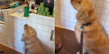 Locals Make Golden Retriever Feel Celebrated on His 3rd Birthday