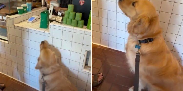 Locals Make Golden Retriever Feel Celebrated on His 3rd Birthday