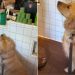 Locals Make Golden Retriever Feel Celebrated on His 3rd Birthday