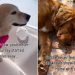 Golden Retriever’s Rescue Story Began a World Away but Every Step Was One Closer to Home