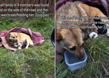 Mama Dog & Her Babies Were Dumped Outside With Just a Blanket for Shelter, Until Rescue Came