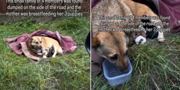 Mama Dog & Her Babies Were Dumped Outside With Just a Blanket for Shelter, Until Rescue Came