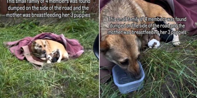 Mama Dog & Her Babies Were Dumped Outside With Just a Blanket for Shelter, Until Rescue Came