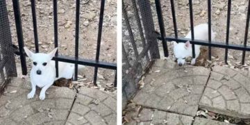 Rescue Dog Plots an Escape Plan Before Hilariously Getting Caught