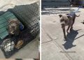 Anxious Rescue Mama Dog Finds Comfort After Moving Into New Home
