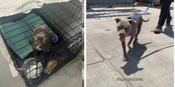 Anxious Rescue Mama Dog Finds Comfort After Moving Into New Home