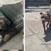 Anxious Rescue Mama Dog Finds Comfort After Moving Into New Home