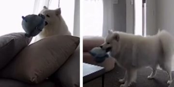 Dog’s Home-Alone Routine Looks More Like an Entertainment TV Show