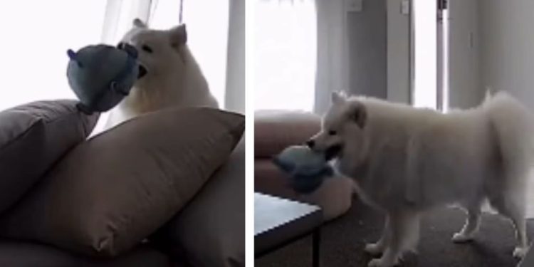 Dog’s Home-Alone Routine Looks More Like an Entertainment TV Show