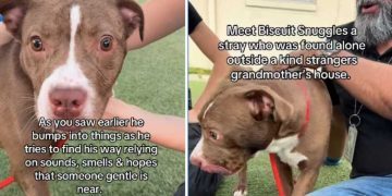 Blind Shelter Puppy Keeps Searching for Love & Colors in a World He Can’t See