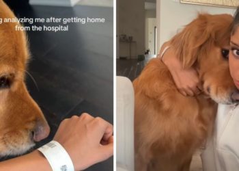 Non-Affectionate Dog Fails To Abide by Rules When This Happens