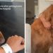 Non-Affectionate Dog Fails To Abide by Rules When This Happens