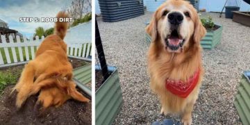Golden Retriever Duo’s Garden Adventure Turns Into Muddy Chaos