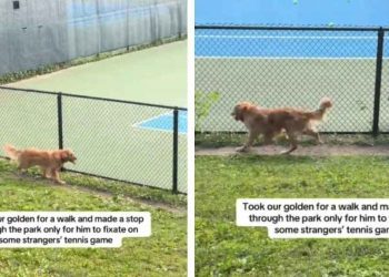 Golden Retriever Watches Tennis Match Like Most People but With a Twist