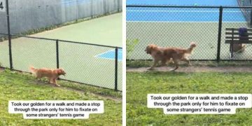 Golden Retriever Watches Tennis Match Like Most People but With a Twist