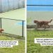 Golden Retriever Watches Tennis Match Like Most People but With a Twist